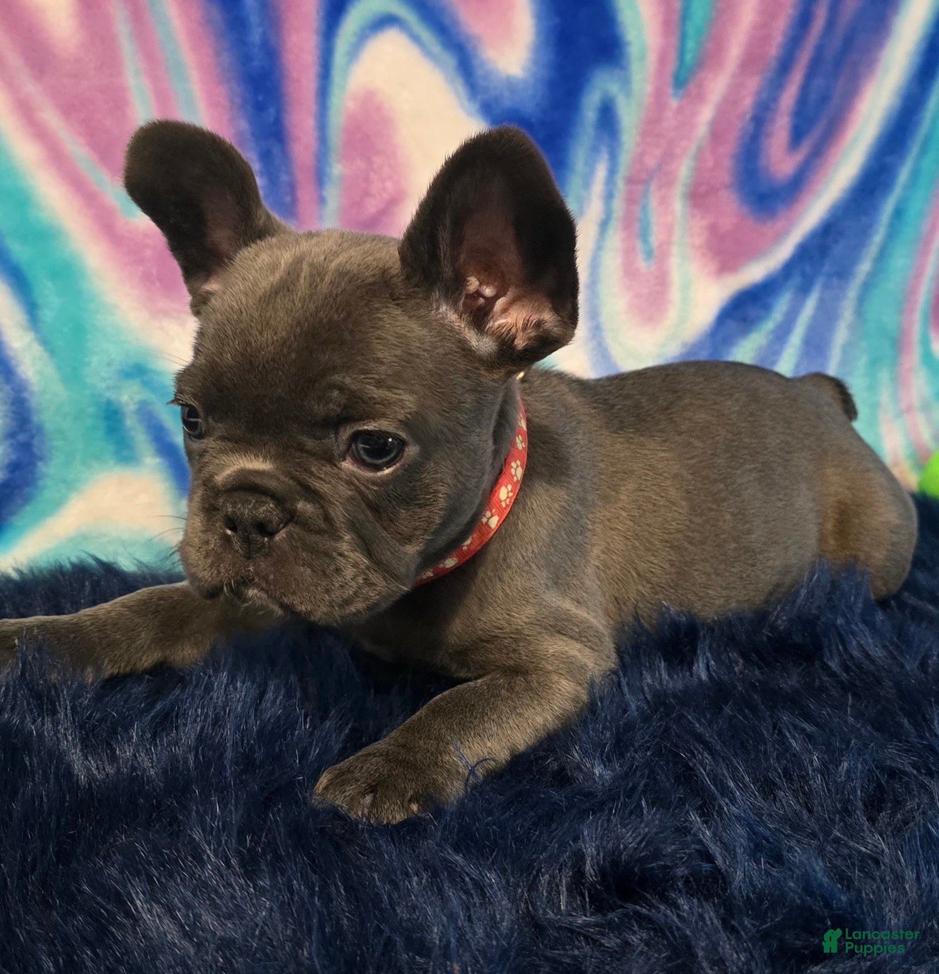 French Bulldog dogs Daisy - Ad 1
