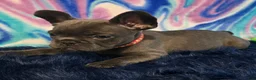 French Bulldog dogs for sale: Daisy - Ad 1