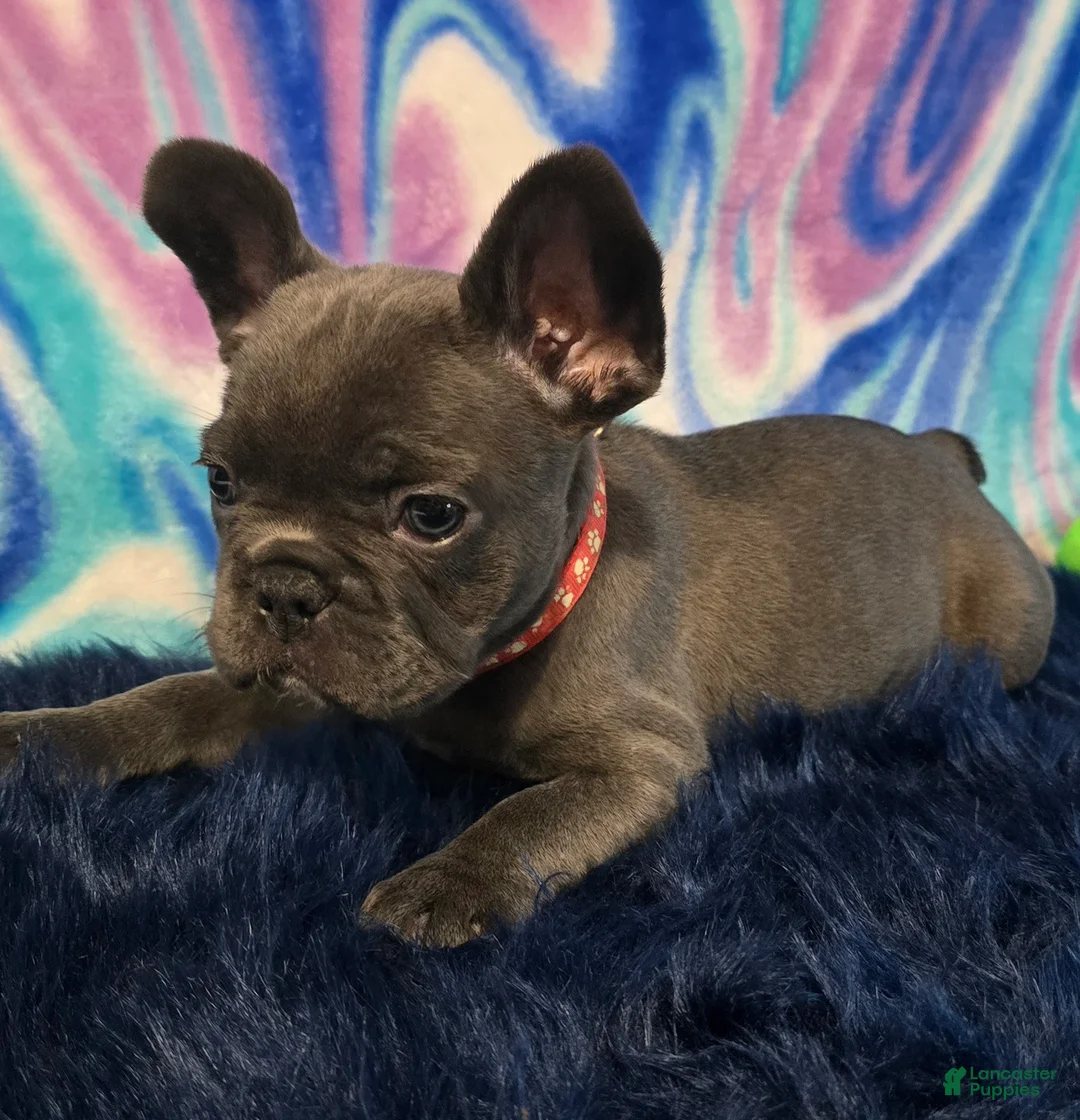 French Bulldog dogs for sale: Daisy - Ad 1