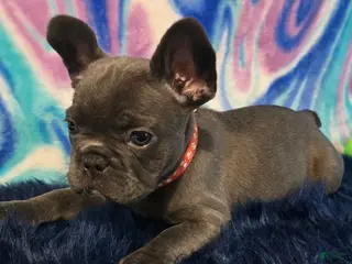 French Bulldog dogs for sale: Daisy - Ad 1