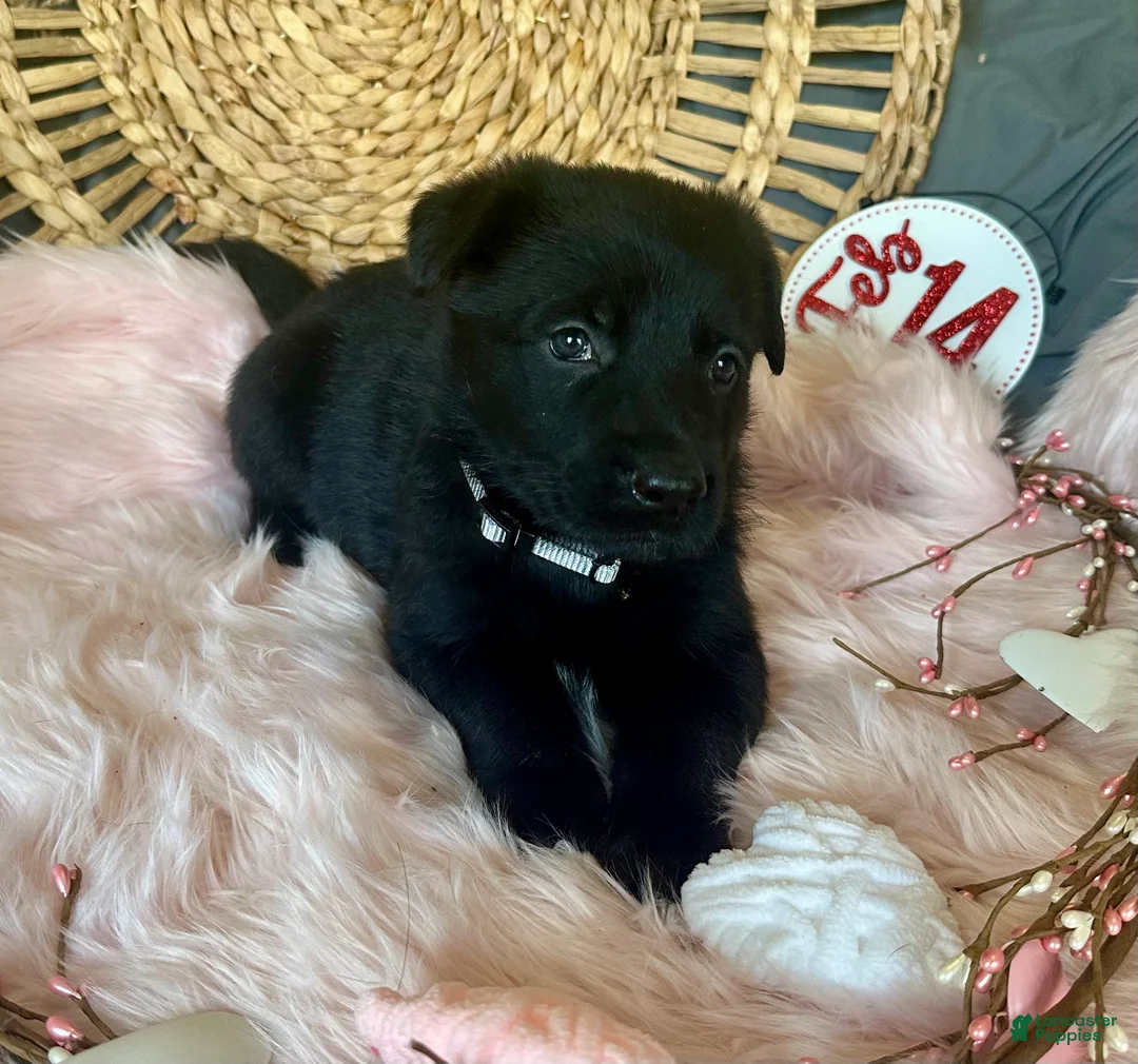 German Shepherd dogs for sale: Aster - Ad 6