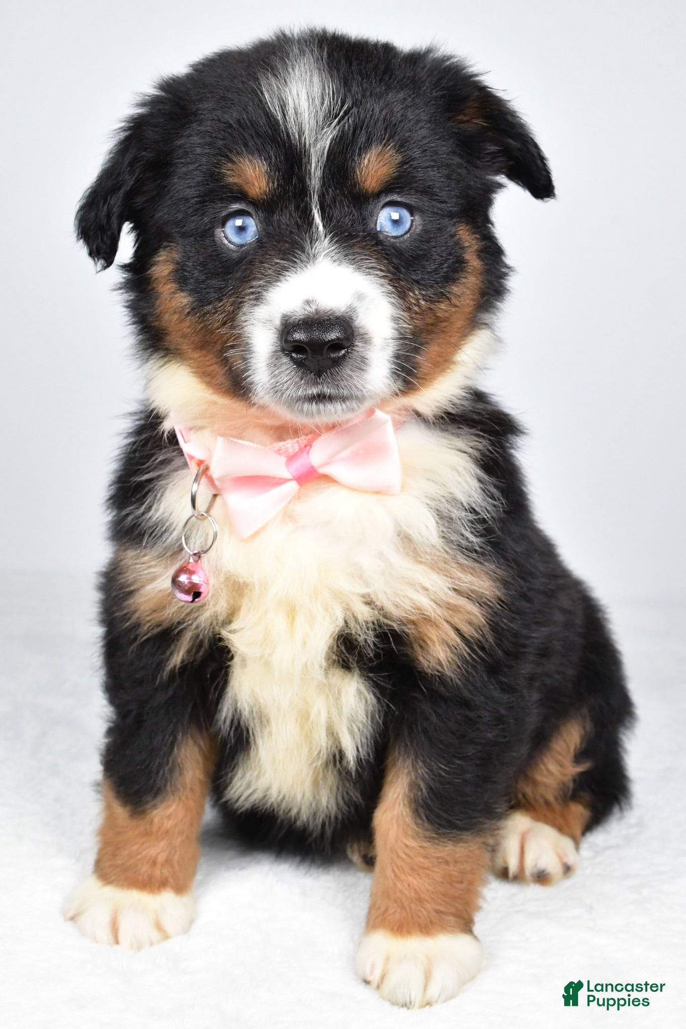 Miniature Australian Shepherd dogs Olympia - Ad 1