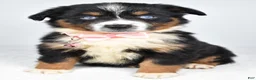 Miniature Australian Shepherd dogs for sale: Olympia - Ad 1