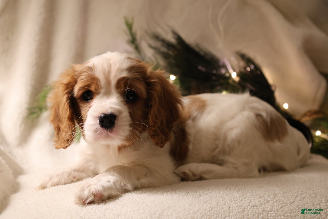 Cavalier King Charles Spaniel dogs for sale: Leo - Ad 12