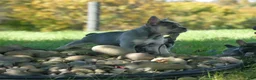 Mixed Breed dogs for sale: Rolland - Ad 5