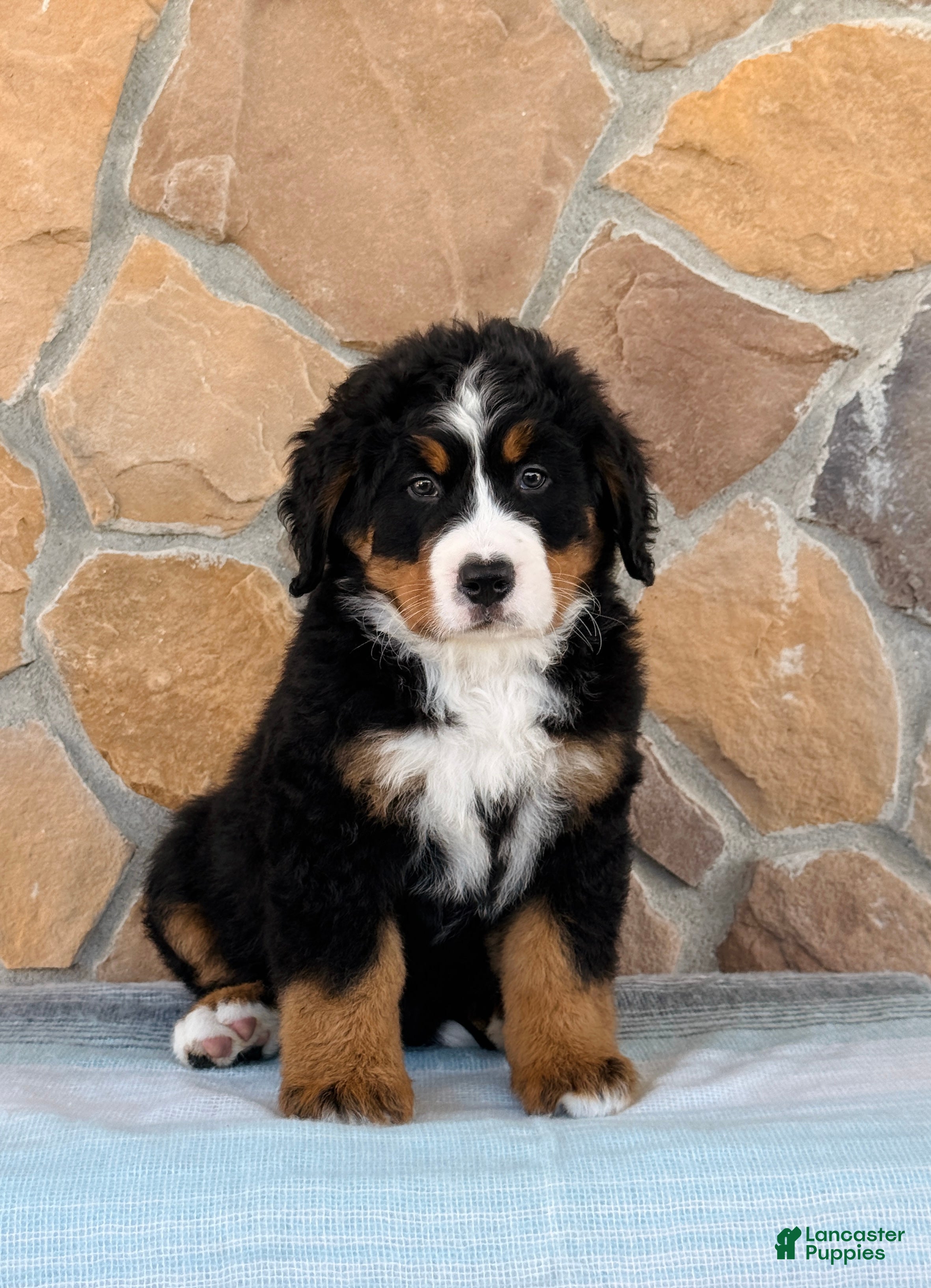 Bernese Mountain Dog dogs Ridge - Ad 2