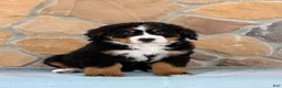 Bernese Mountain Dog dogs for sale: Ridge - Ad 2