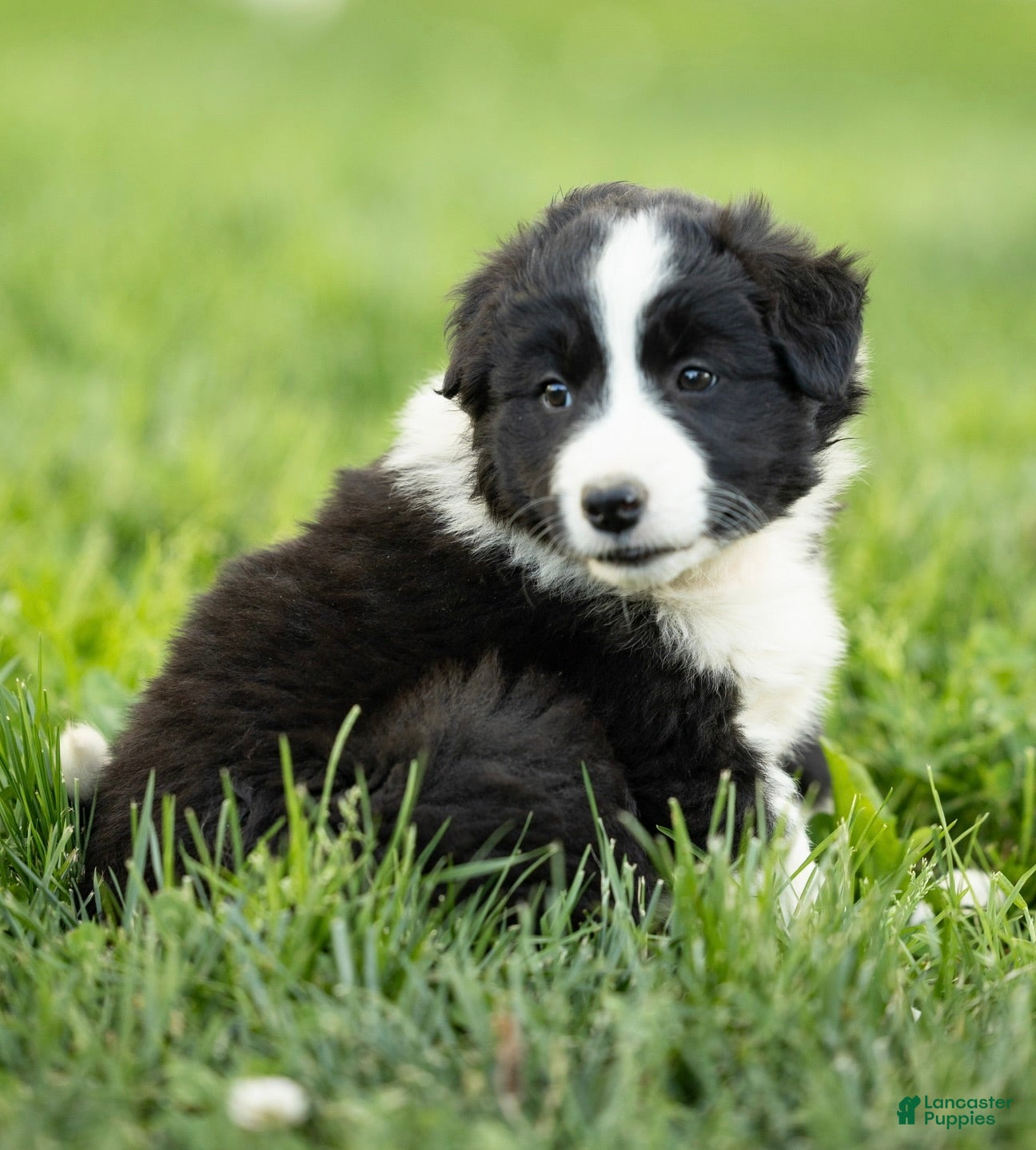 Mixed Breed dogs for sale: Marcy - Ad 4