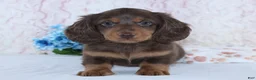 Miniature Dachshund dogs for sale: Franklin - Ad 2