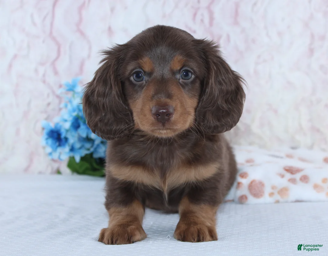 Miniature Dachshund dogs for sale: Franklin - Ad 2