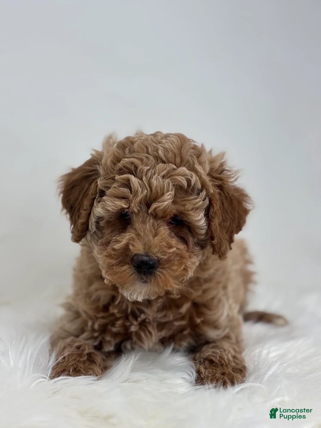 Miniature Poodle dogs for sale: Madison - Ad 1