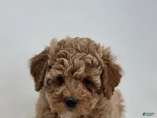 Miniature Poodle dogs Madison - Ad 3