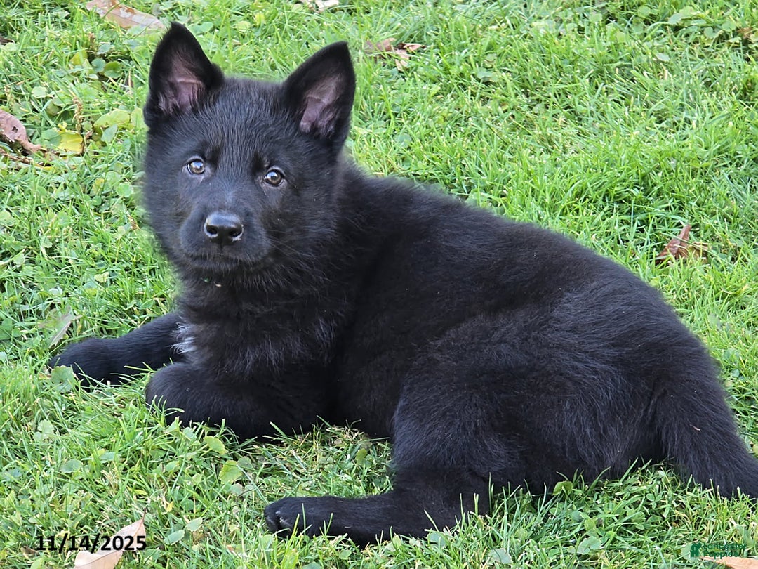 German Shepherd dogs for sale: James Bond - Ad 1