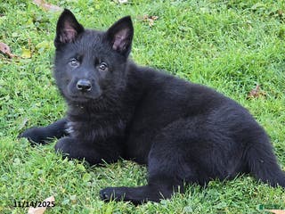 German Shepherd dogs James Bond - Ad 18