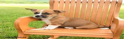 Jug dogs for sale: Kieran - Ad 3