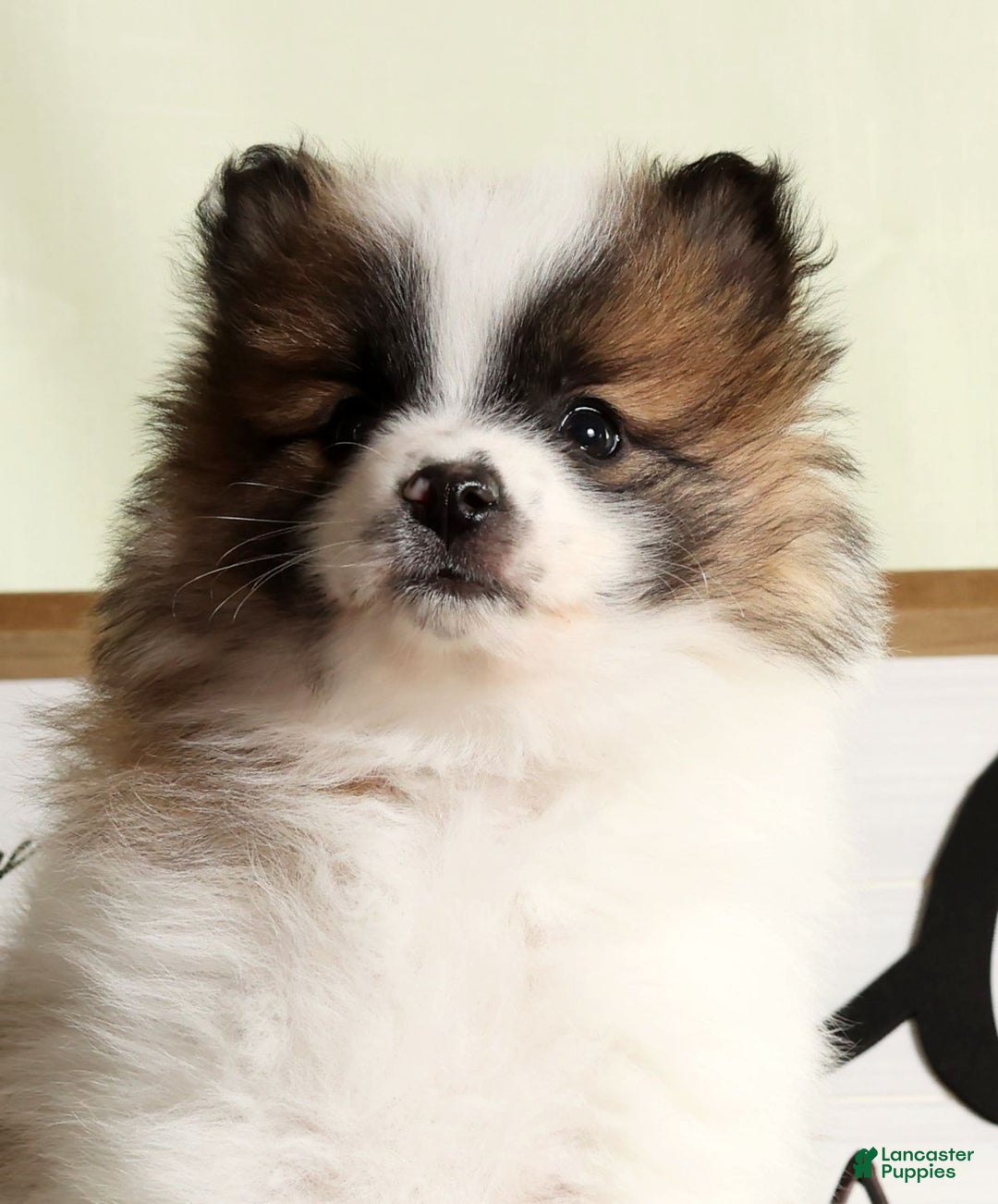 Pomeranian dogs for sale: Puddles - Ad 9