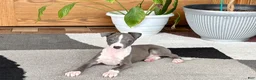Italian Greyhound dogs for sale: Jerry - Ad 9