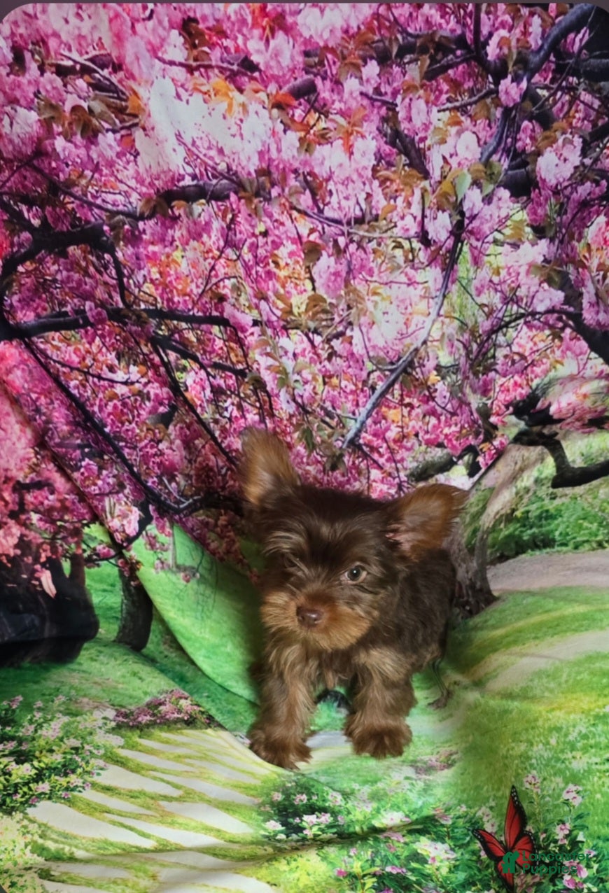 Yorkshire Terrier dogs for sale: Green - Ad 1