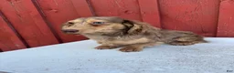 Miniature Dachshund dogs for sale: AKC choc cream Dapple - Ad 8