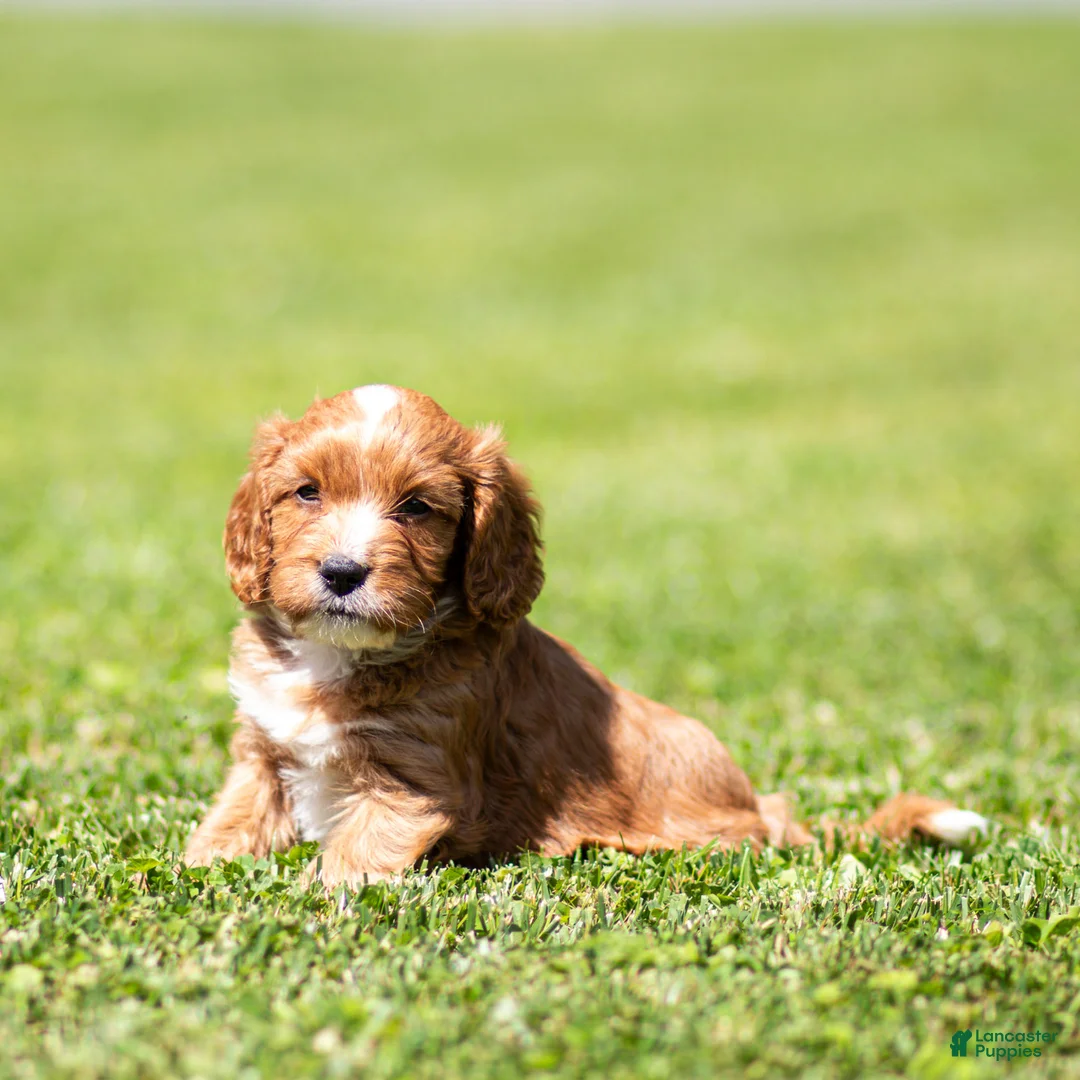 Cavapoo dogs for sale: Happy Cavapoo  - Ad 5