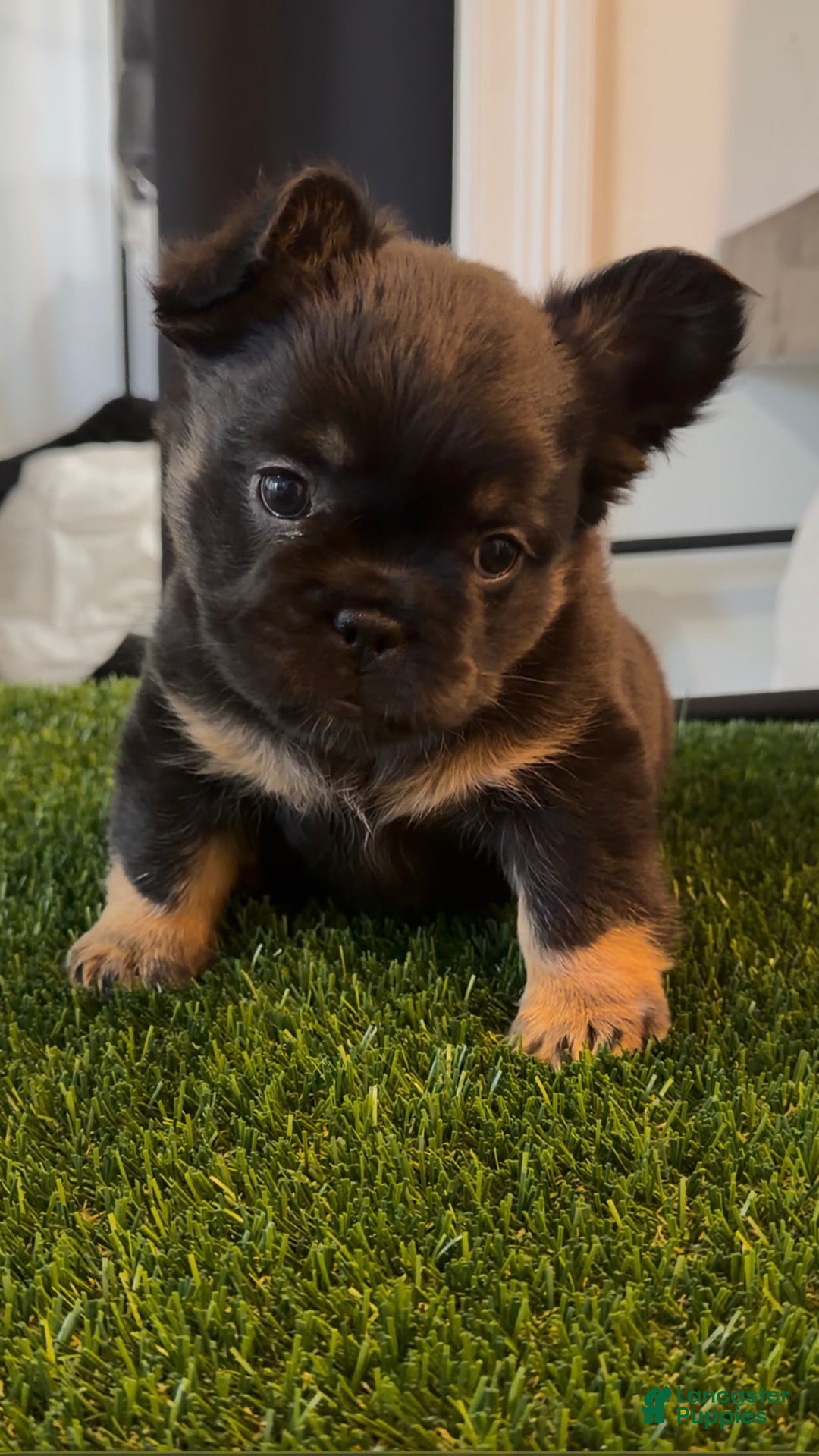 French Bulldog dogs for sale: Winter - Ad 4