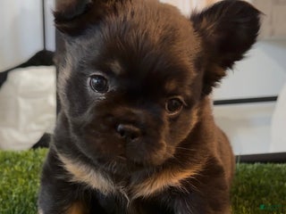 French Bulldog dogs Winter - Ad 39