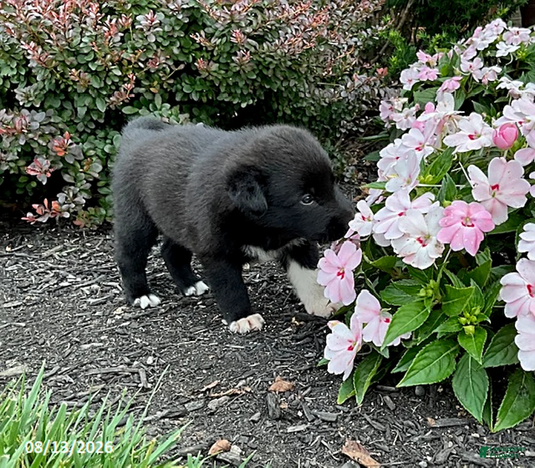 Mixed Breed dogs for sale: Elyse - Ad 2