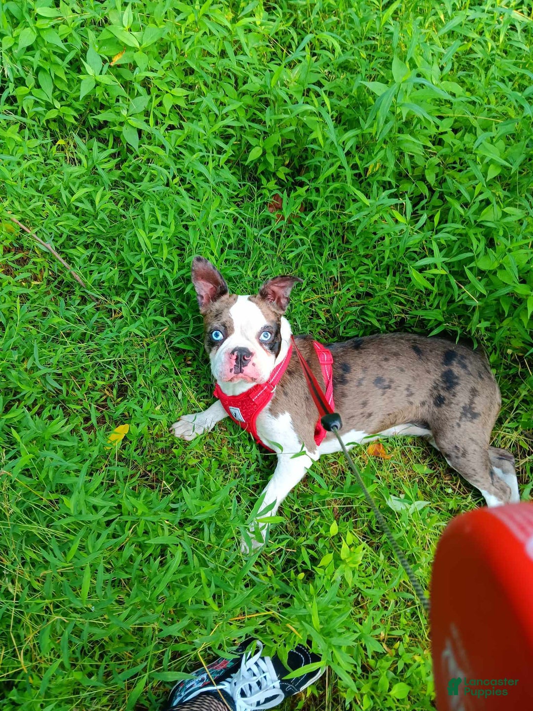 Frenchton dogs for sale: Frenchton Casper  - Ad 12