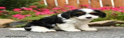 Mixed Breed dogs for sale: Lanie - Ad 2