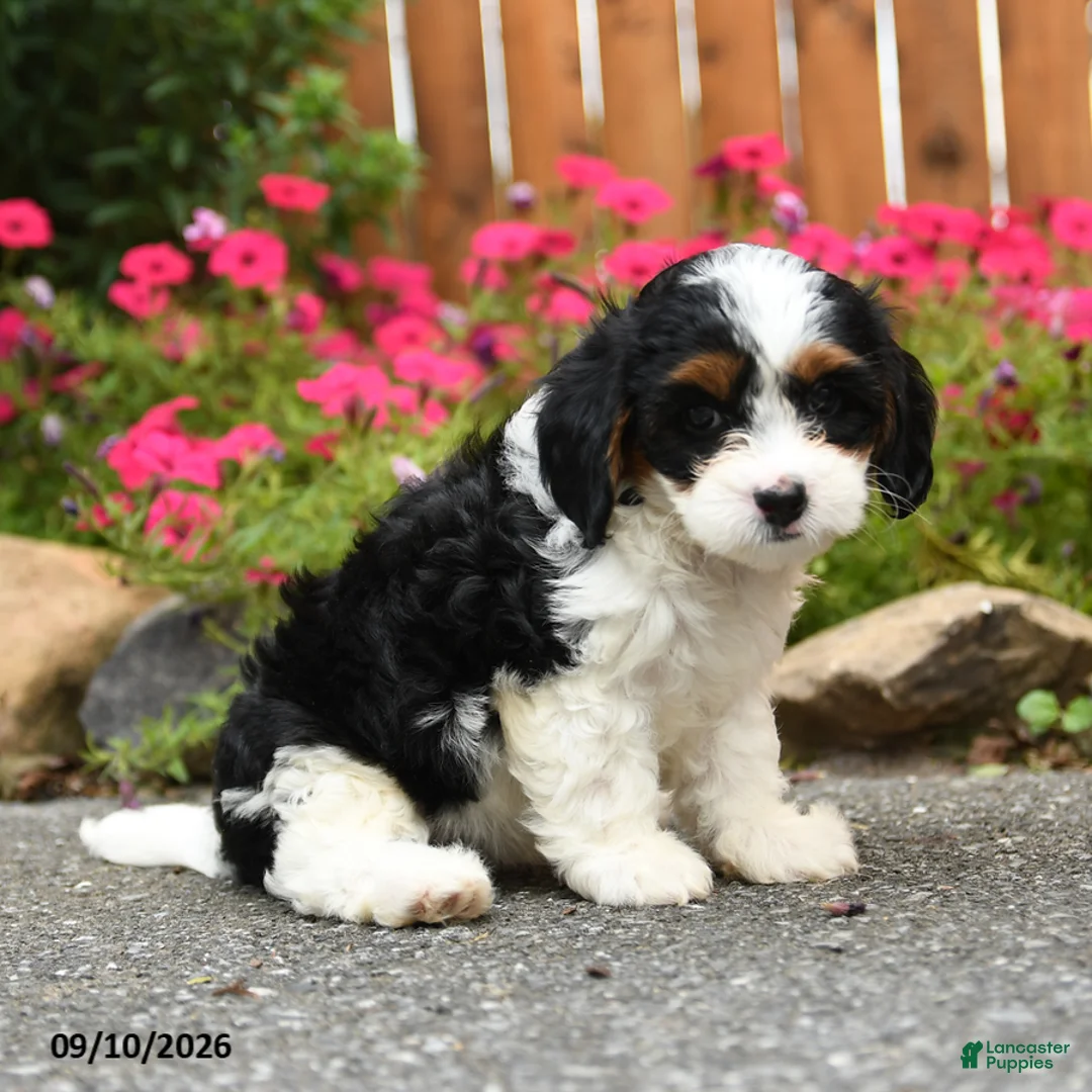 Mixed Breed dogs for sale: Lanie - Ad 2