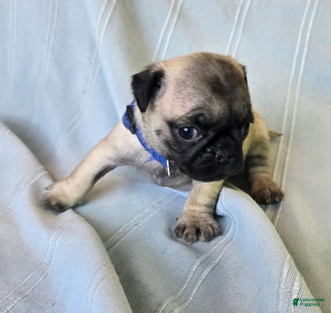 Pug dogs for sale: Harmony - Ad 5