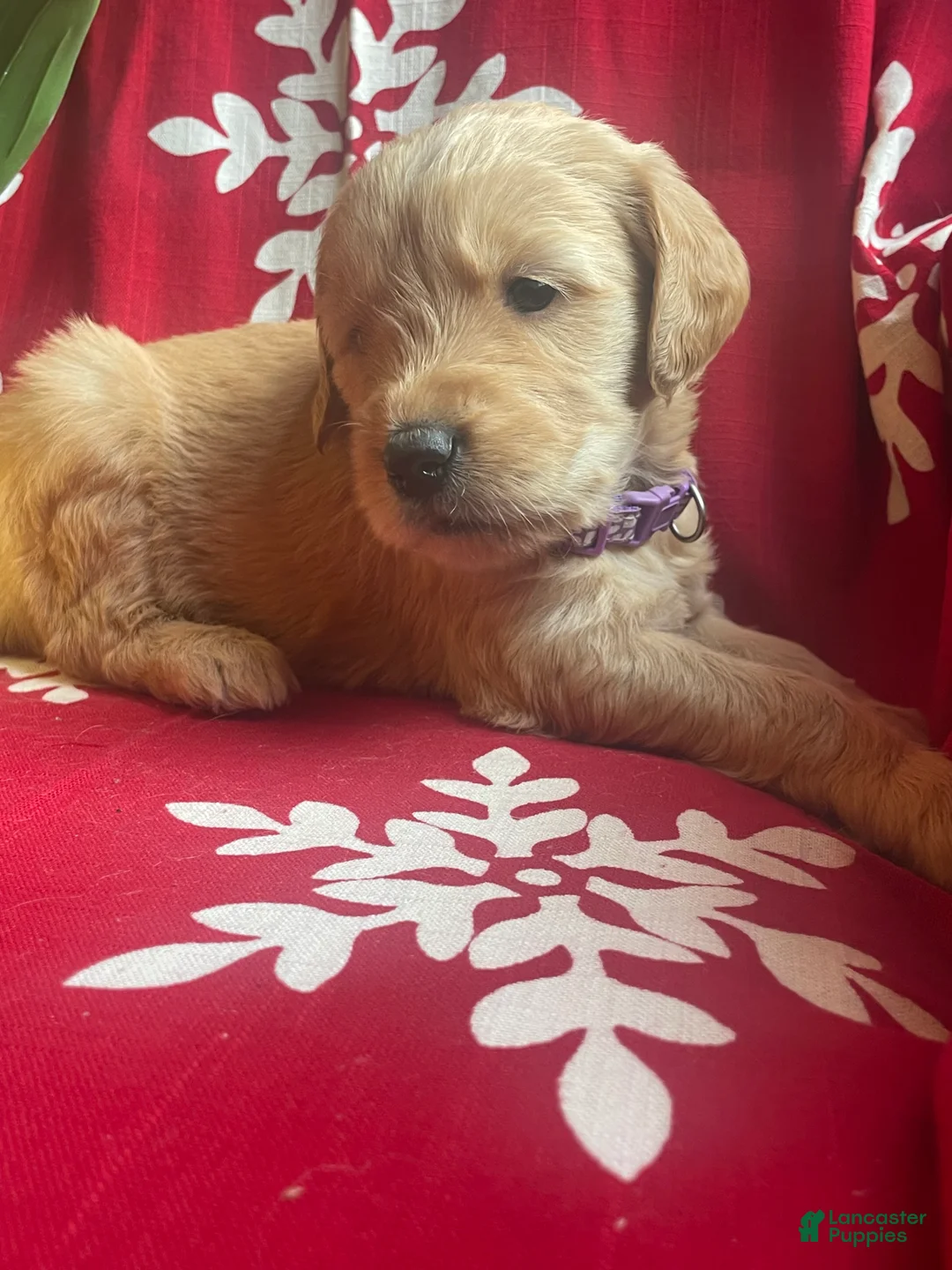 Goldendoodle dogs for sale: Goldendoodle Puppy 9 - Ad 2