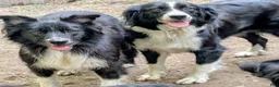 Bernese Mountain Dog dogs for sale: Bernese Mountain Dog 2 - Ad 7
