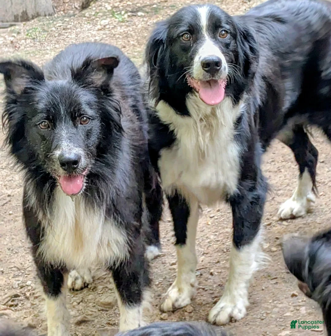 Bernese Mountain Dog dogs for sale: Bernese Mountain Dog 2 - Ad 7