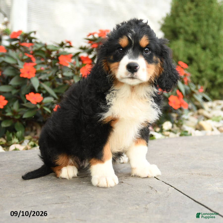 Miniature Bernese Mountain Dog dogs Helena - Ad 1