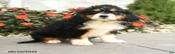 Miniature Bernese Mountain Dog dogs for sale: Helena - Ad 1