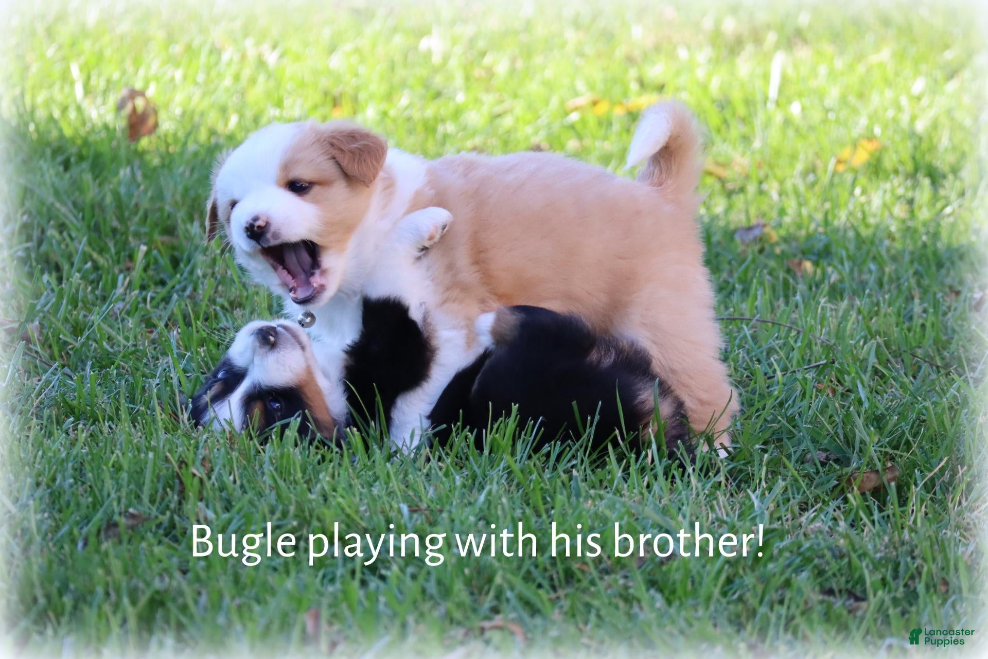 Miniature Australian Shepherd dogs for sale: Bugle - Ad 2