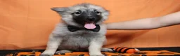 Keeshond dogs for sale: Conner  - Ad 1