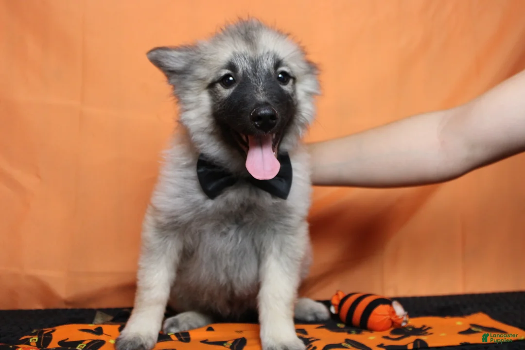 Keeshond dogs for sale: Conner  - Ad 1
