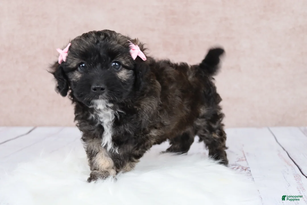 Cavapoo dogs for sale: F1B  Hazelnut - Ad 1