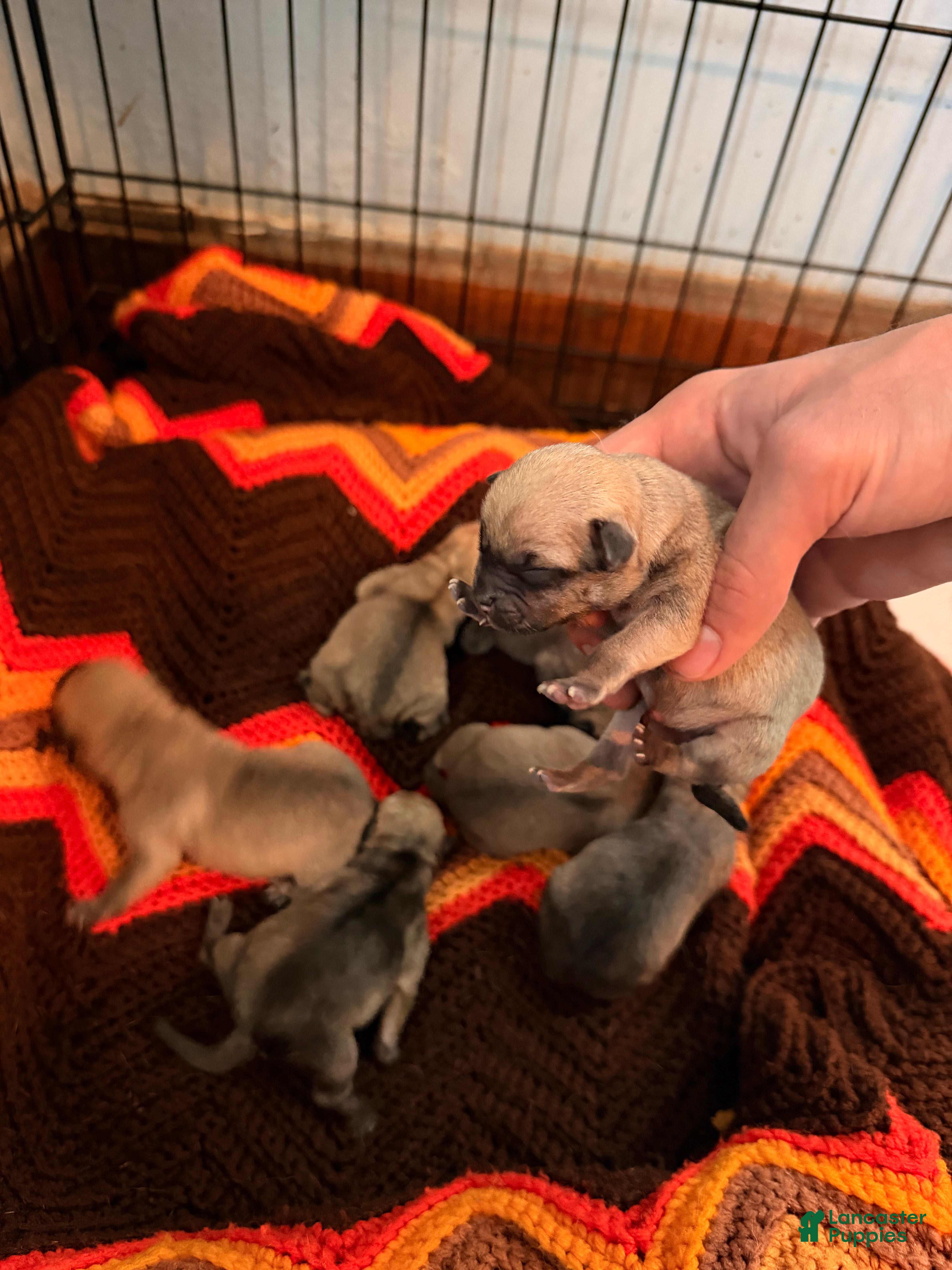 Mixed Breed dogs Chug 3 - Ad 7