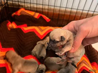 Mixed Breed dogs Chug 3 - Ad 7