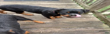 Dark Pink Collar