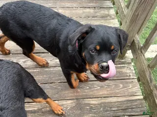Rottweiler dogs for sale: Dark Pink Collar - Ad 1