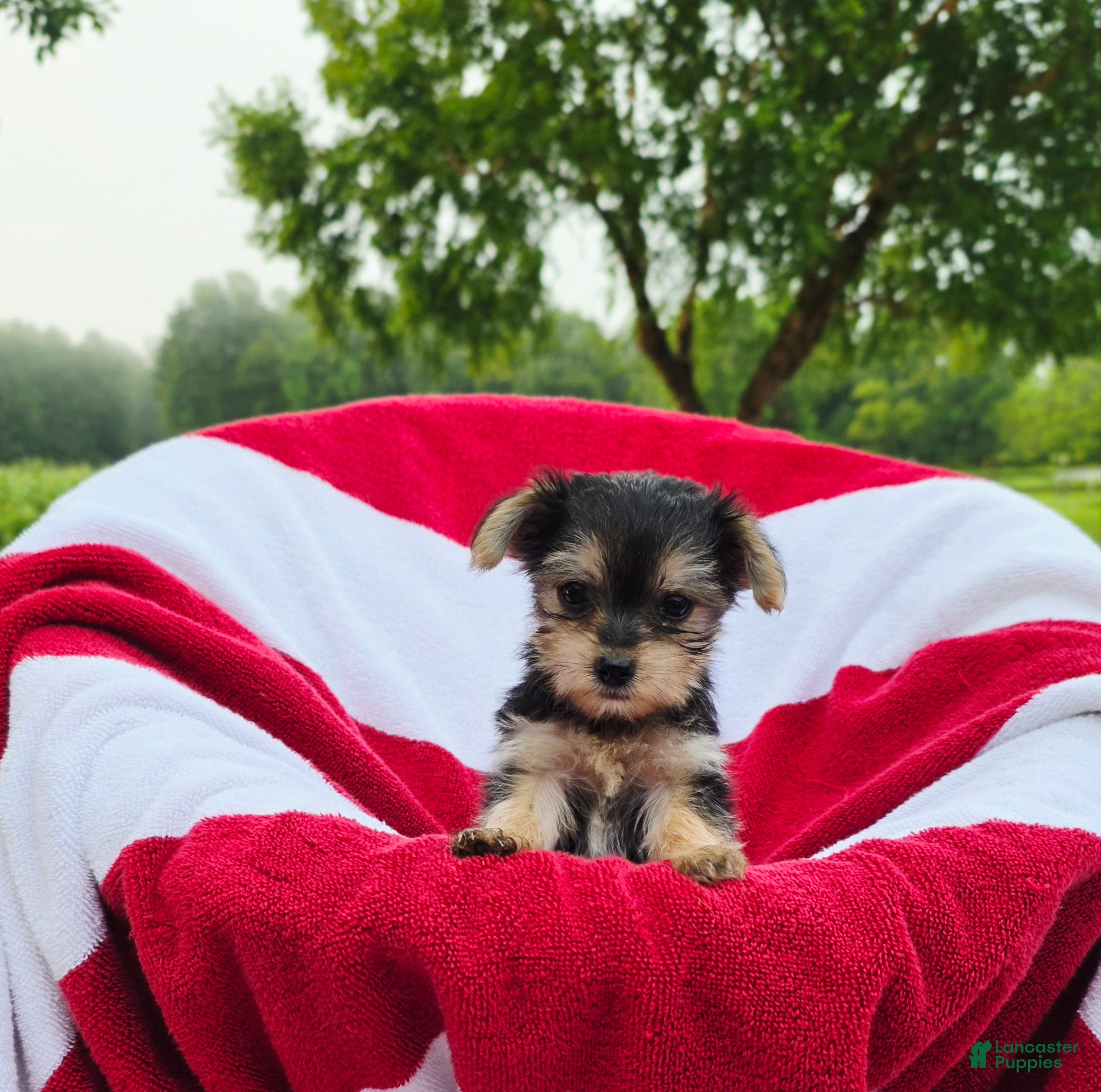 Yorkshire Terrier dogs Daisy - Ad 2