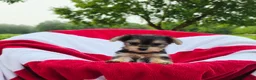Yorkshire Terrier dogs for sale: Daisy - Ad 2