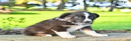 Australian Shepherd dogs for sale: Lady - Ad 3
