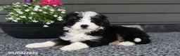 Mini Bernedoodle dogs for sale: River - Ad 2