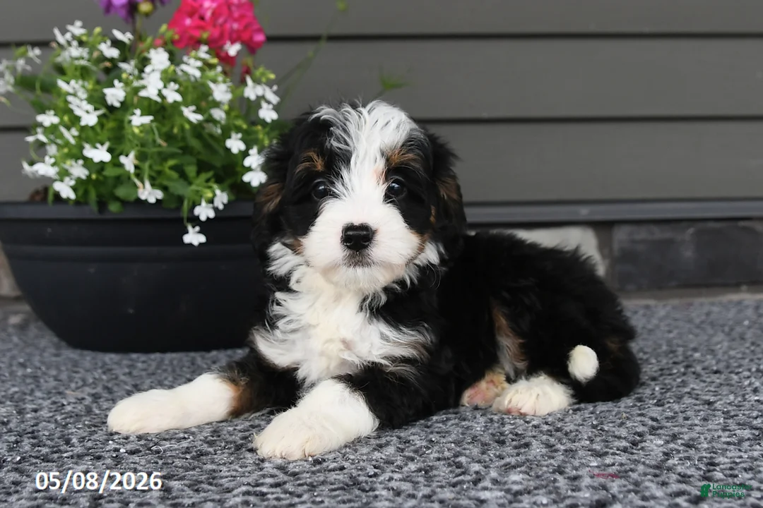 Mini Bernedoodle dogs for sale: River - Ad 2