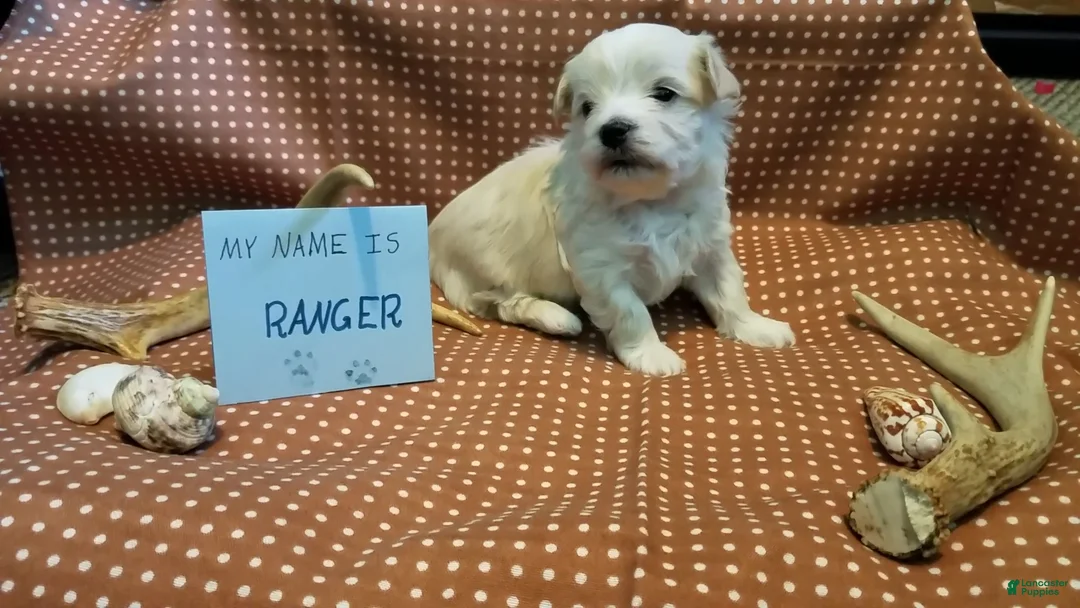 Maltipoo dogs for sale: Ranger - Ad 4